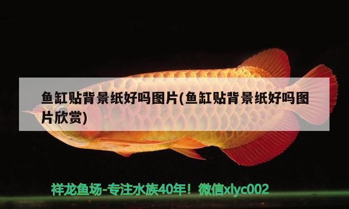 魚缸貼背景紙好嗎圖片(魚缸貼背景紙好嗎圖片欣賞) 黃金貓魚百科 第3張 魚缸貼背景紙好嗎圖片(魚缸貼背景紙好嗎圖片欣賞) 魚缸貼背景紙好嗎圖片(魚缸貼背景紙好嗎圖片欣賞) 黃金貓魚百科 第3張