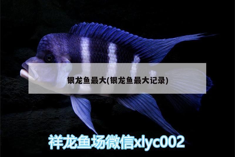 銀龍魚最大(銀龍魚最大記錄)