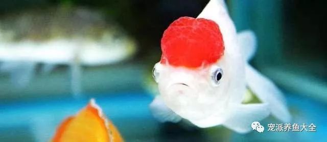 觀賞魚死亡解決辦法有哪些(觀賞魚死亡的原因及解決方法) 觀賞魚百科 第1張 觀賞魚死亡解決辦法有哪些(觀賞魚死亡的原因及解決方法) 觀賞魚死亡解決辦法有哪些(觀賞魚死亡的原因及解決方法) 觀賞魚百科 第1張