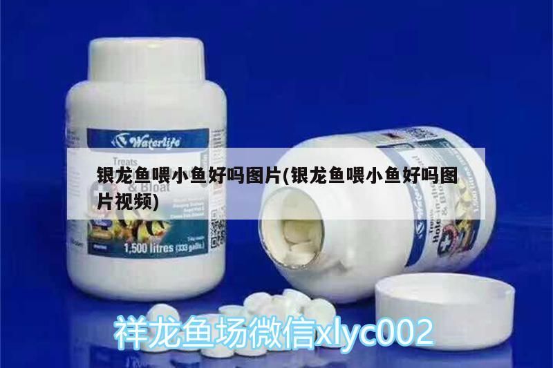 銀龍魚喂小魚好嗎圖片(銀龍魚喂小魚好嗎圖片視頻) 銀龍魚百科 第3張 銀龍魚喂小魚好嗎圖片(銀龍魚喂小魚好嗎圖片視頻) 銀龍魚喂小魚好嗎圖片(銀龍魚喂小魚好嗎圖片視頻) 銀龍魚百科 第3張