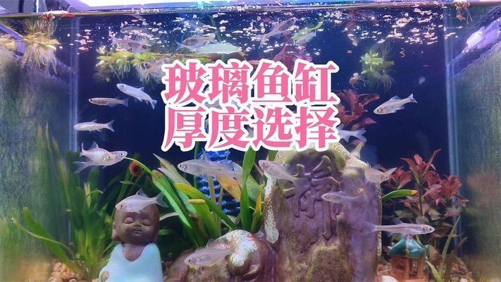 1米長(zhǎng)40公分寬的魚缸總多厚玻璃：如何計(jì)算魚缸玻璃厚度