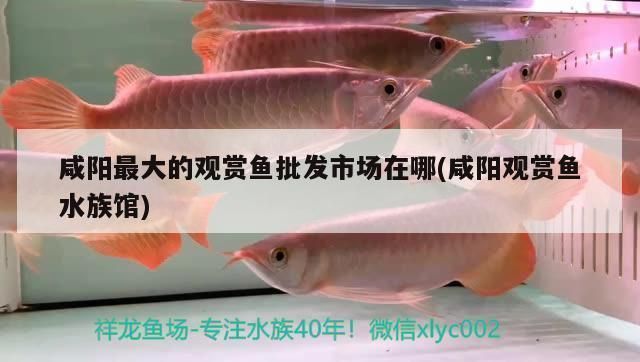 咸寧龍魚vs咸寧水族批發市場vs咸寧水族館vs咸寧魚缸批發市場vs祥龍魚場：咸寧地區水族市場及相關場所