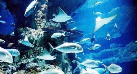 水族館代表什么：水族館不僅僅是一個展示水生生物的地方
