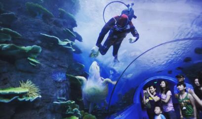 水族館代表什么：水族館不僅僅是一個展示水生生物的地方
