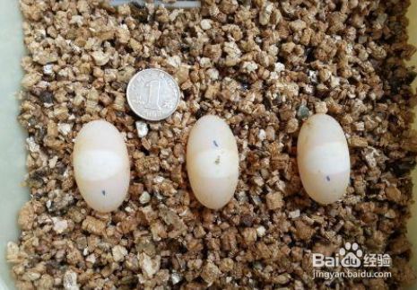 豬鼻龜蛋孵化教程視頻：豬鼻龜孵化教程
