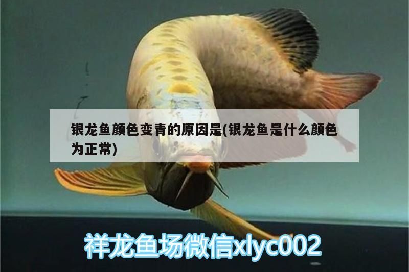 銀龍魚顏色變青的原因是(銀龍魚是什么顏色為正常)