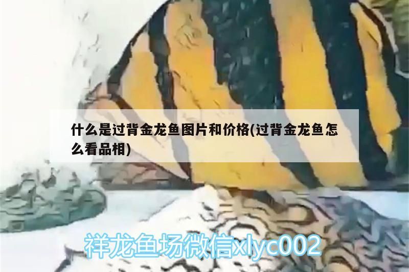 龍魚除了雞蛋，還可以喂哪些食物？，龍魚喂食搭配表
