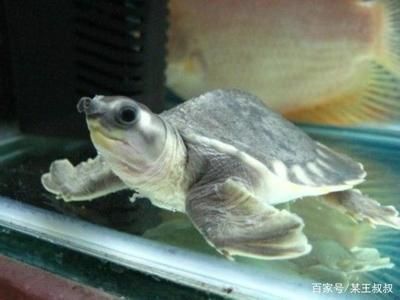 豬鼻龜剛出生多大：豬鼻龜幾歲算成年龜 豬鼻龜剛出生多大：豬鼻龜幾歲算成年龜 豬鼻龜百科 第2張