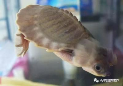 豬鼻龜剛出生多大：豬鼻龜幾歲算成年龜 豬鼻龜剛出生多大：豬鼻龜幾歲算成年龜 豬鼻龜百科 第6張