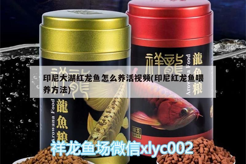 印尼大湖紅龍魚怎么養活視頻(印尼紅龍魚喂養方法) 印尼大湖紅龍魚怎么養活視頻(印尼紅龍魚喂養方法) 大湖紅龍魚百科 第3張