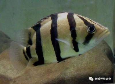 虎魚變色：虎魚為什么會變色