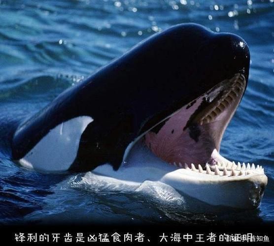 虎鯨捕食習慣與能量需求關系，虎鯨的捕食習慣與其能量需求之間存在密切的關系