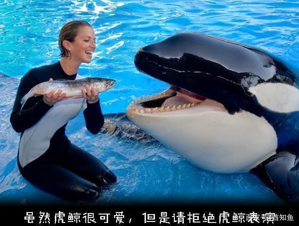 虎鯨捕食習慣與能量需求關系，虎鯨的捕食習慣與其能量需求之間存在密切的關系