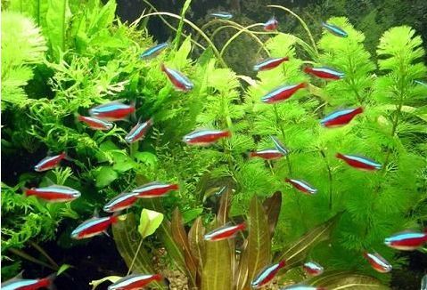 水族館里面有啥魚