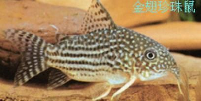 水族館里面有啥魚