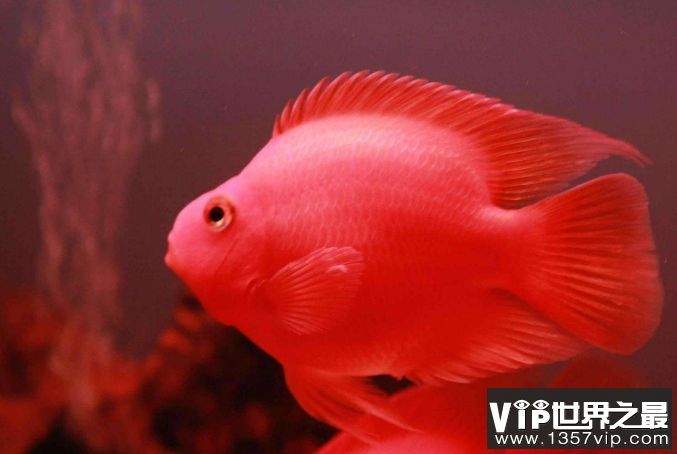 水族館中的魚類有哪些：上海海洋水族館中常見的展示魚類之一 水族館中的魚類有哪些：上海海洋水族館中常見的展示魚類之一 水族館百科（水族館加盟） 第4張