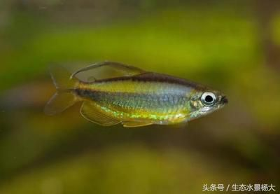 水族館中的魚類有哪些：上海海洋水族館中常見的展示魚類之一 水族館中的魚類有哪些：上海海洋水族館中常見的展示魚類之一 水族館百科（水族館加盟） 第3張