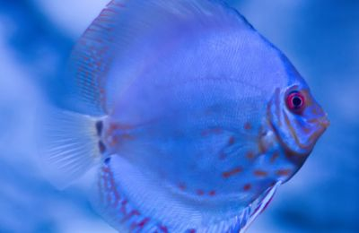 水族館中的魚類有哪些：上海海洋水族館中常見的展示魚類之一 水族館中的魚類有哪些：上海海洋水族館中常見的展示魚類之一 水族館百科（水族館加盟） 第6張
