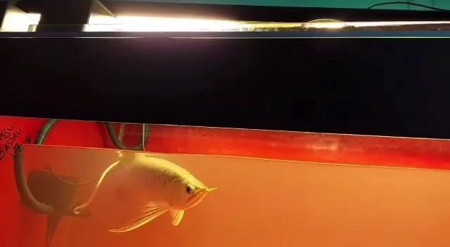 紅龍大湖魚什么意思：紅龍大湖魚的產地介紹紅龍大湖魚的營養價值