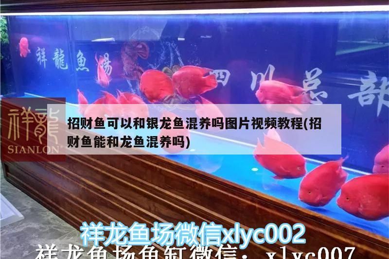 招財魚可以和銀龍魚混養嗎圖片視頻教程(招財魚能和龍魚混養嗎)