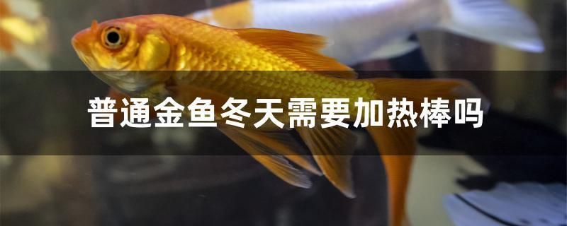 滄州魚缸廠家直銷電話地址在哪里?。嬷蒴~缸維修電話）