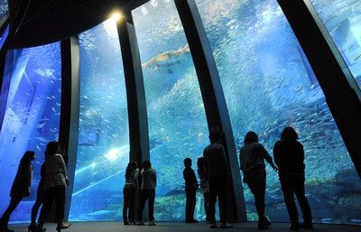 開一個水族館大概需要多少錢（開一個水族館需要多少錢？）
