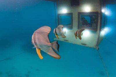 開一個水族館大概需要多少錢（開一個水族館需要多少錢？）