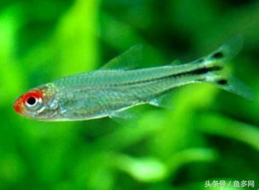 銀龍魚有點掉眼怎么辦(金龍魚有點掉眼怎么辦)