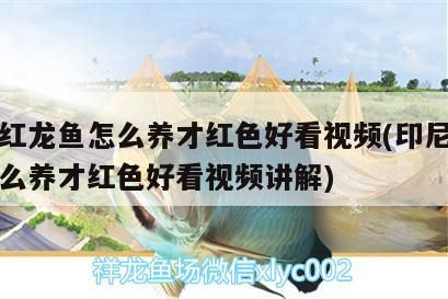 印尼紅龍魚怎么養才紅色好看視頻(印尼紅龍魚怎么養才紅色好看視頻講解)