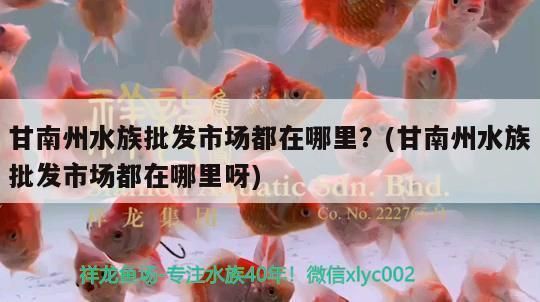 甘南州龍魚vs甘南州水族批發市場vs甘南州水族館vs甘南州魚缸批發市場vs祥龍魚場：甘南州水族批發市場