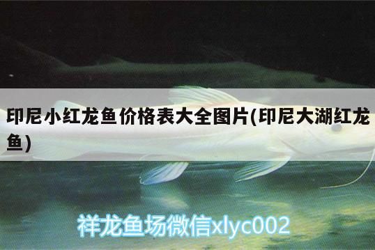 印尼小紅龍魚價格表大全圖片(印尼大湖紅龍魚)