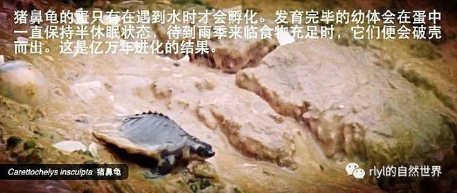 豬鼻龜生長速度快嗎視頻：豬鼻龜生長速度快嗎視頻講解