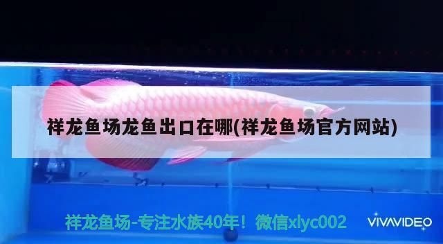 祥龍魚場龍魚出口在哪(祥龍魚場官方網站)