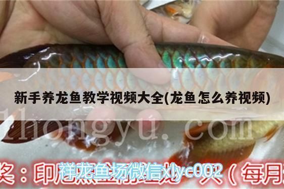 龍魚翻鰓可以喂食嗎vs祥龍魚場：關于龍魚翻鰓時喂食的一些建議，祥龍魚場口碑調查