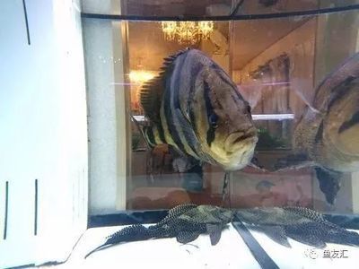 老版泰虎魚多少錢：老版泰虎魚多少錢一斤