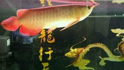 豬鼻龜身上白點能自己恢復嗎怎么治療：yyk.iask.iask.iask.iask.iask.iask