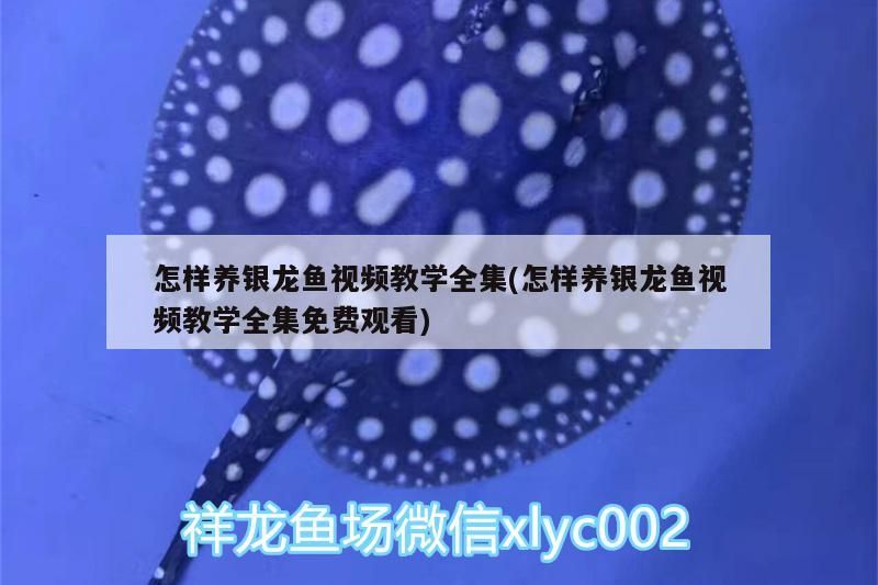 怎樣養銀龍魚視頻教學全集(怎樣養銀龍魚視頻教學全集免費觀看)