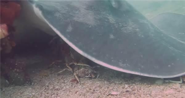 魟魚咀嚼不進食：魟魚咀嚼但不進食的原因
