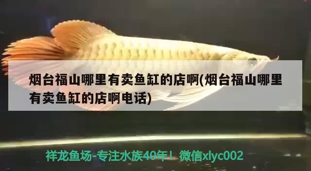 煙臺福山哪里有賣魚缸的店啊(煙臺福山哪里有賣魚缸的店啊電話)