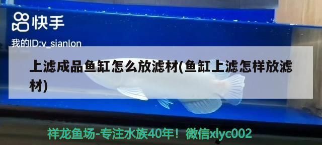 泰安龍魚vs泰安水族批發市場vs泰安水族館vs泰安魚缸批發市場vs祥龍魚場：泰安龍魚、泰安水族批發市場、泰安魚缸批發市場、祥龍魚場 泰安龍魚vs泰安水族批發市場vs泰安水族館vs泰安魚缸批發市場vs祥龍魚場：泰安龍魚、泰安水族批發市場、泰安魚缸批發市場、祥龍魚場 祥龍魚場各市分站 第5張