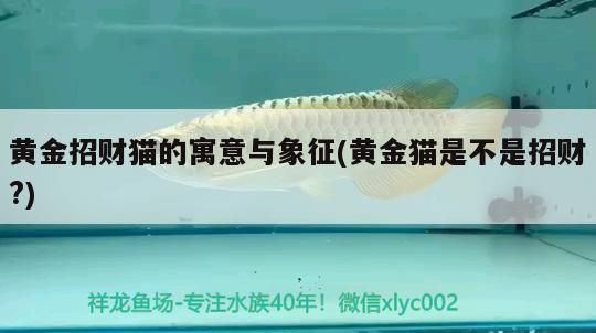 黃金招財貓的寓意與象征(黃金貓是不是招財?) 黃金招財貓的寓意與象征(黃金貓是不是招財?) 黃金貓魚百科 第2張
