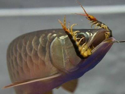 龍魚(yú)的食物有哪些種類(lèi)？vs祥龍魚(yú)場(chǎng)：祥龍魚(yú)場(chǎng)龍魚(yú)食品飼養(yǎng)技術(shù) 龍魚(yú)的食物有哪些種類(lèi)？vs祥龍魚(yú)場(chǎng)：祥龍魚(yú)場(chǎng)龍魚(yú)食品飼養(yǎng)技術(shù) vs祥龍魚(yú)場(chǎng) 第2張