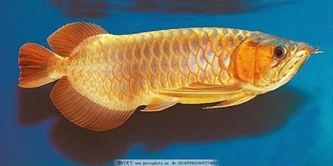 龍魚(yú)的食物有哪些種類(lèi)？vs祥龍魚(yú)場(chǎng)：祥龍魚(yú)場(chǎng)龍魚(yú)食品飼養(yǎng)技術(shù) 龍魚(yú)的食物有哪些種類(lèi)？vs祥龍魚(yú)場(chǎng)：祥龍魚(yú)場(chǎng)龍魚(yú)食品飼養(yǎng)技術(shù) vs祥龍魚(yú)場(chǎng) 第4張