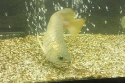 龍魚吃撐了會得腸炎嗎 龍魚吃撐了會得腸炎嗎 龍魚百科 第1張