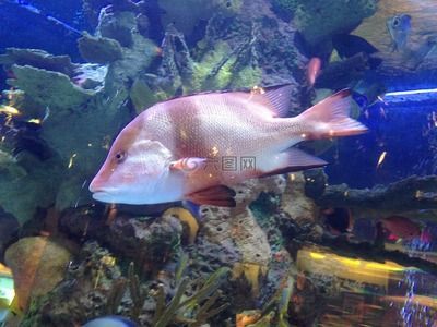水族館里面有什么便宜好看的魚：便宜又好看的觀賞魚有哪些？