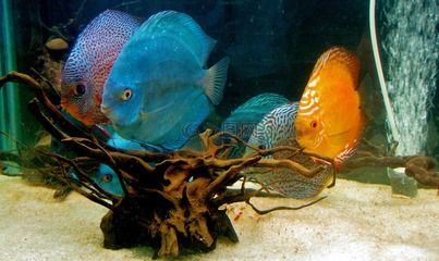 水族館里面有什么便宜好看的魚：便宜又好看的觀賞魚有哪些？