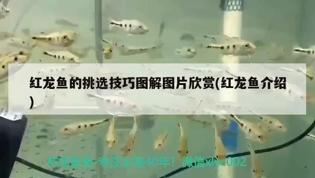 婁底龍魚vs婁底水族批發市場vs婁底水族館vs婁底魚缸批發市場vs祥龍魚場：婁底龍魚、婁底水族批發市場、婁底水族館、婁底魚缸批發市場信息 婁底龍魚vs婁底水族批發市場vs婁底水族館vs婁底魚缸批發市場vs祥龍魚場：婁底龍魚、婁底水族批發市場、婁底水族館、婁底魚缸批發市場信息 祥龍魚場各市分站 第1張