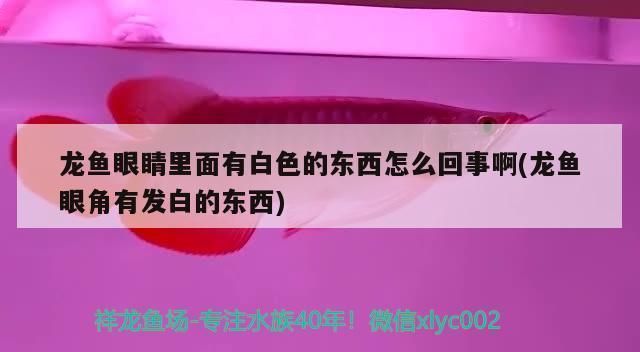 婁底龍魚vs婁底水族批發市場vs婁底水族館vs婁底魚缸批發市場vs祥龍魚場：婁底龍魚、婁底水族批發市場、婁底水族館、婁底魚缸批發市場信息 婁底龍魚vs婁底水族批發市場vs婁底水族館vs婁底魚缸批發市場vs祥龍魚場：婁底龍魚、婁底水族批發市場、婁底水族館、婁底魚缸批發市場信息 祥龍魚場各市分站 第3張