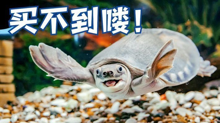 豬鼻龜的價格2020：2020年豬鼻龜市場需求趨勢分析豬鼻龜市場需求趨勢分析 豬鼻龜的價格2020：2020年豬鼻龜市場需求趨勢分析豬鼻龜市場需求趨勢分析 豬鼻龜百科 第8張
