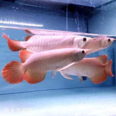 小綠皮辣椒紅龍魚：小綠皮辣椒紅龍魚的特征、飼養方法和注意事項